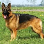 GermanShepherd-F