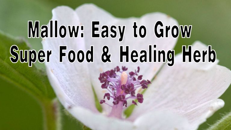 Mallow: Easy to Grow Super Food & Healing Herb