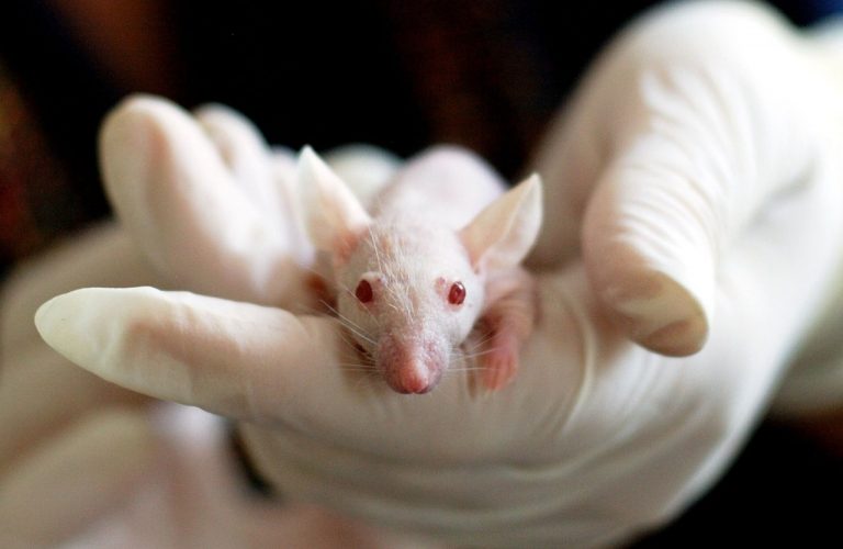1996 – Mutant Mice May Hold Key To Human Violence – An Excess Of Serotonin.